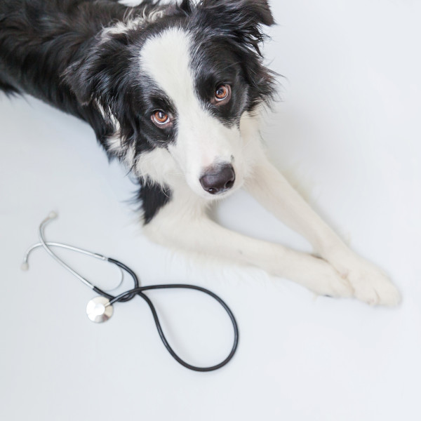 Dog with Stethoscope