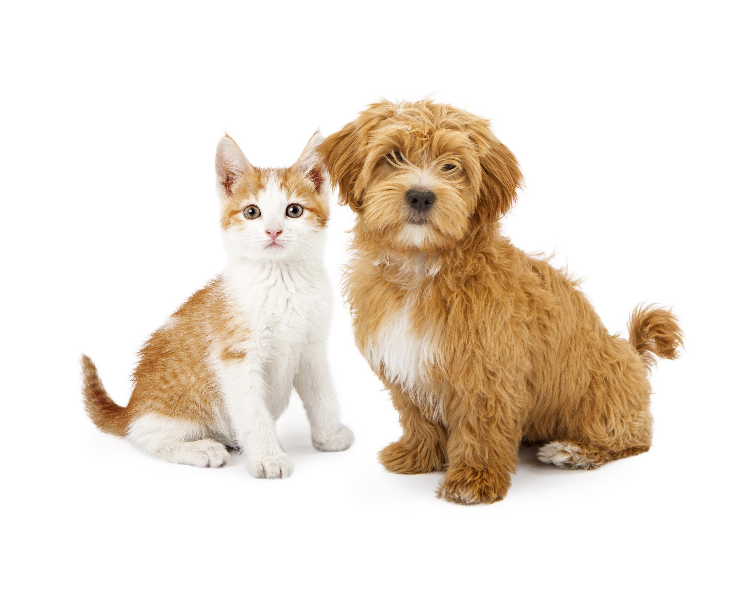 Cat and Dog Sitting Side by Side on White Background