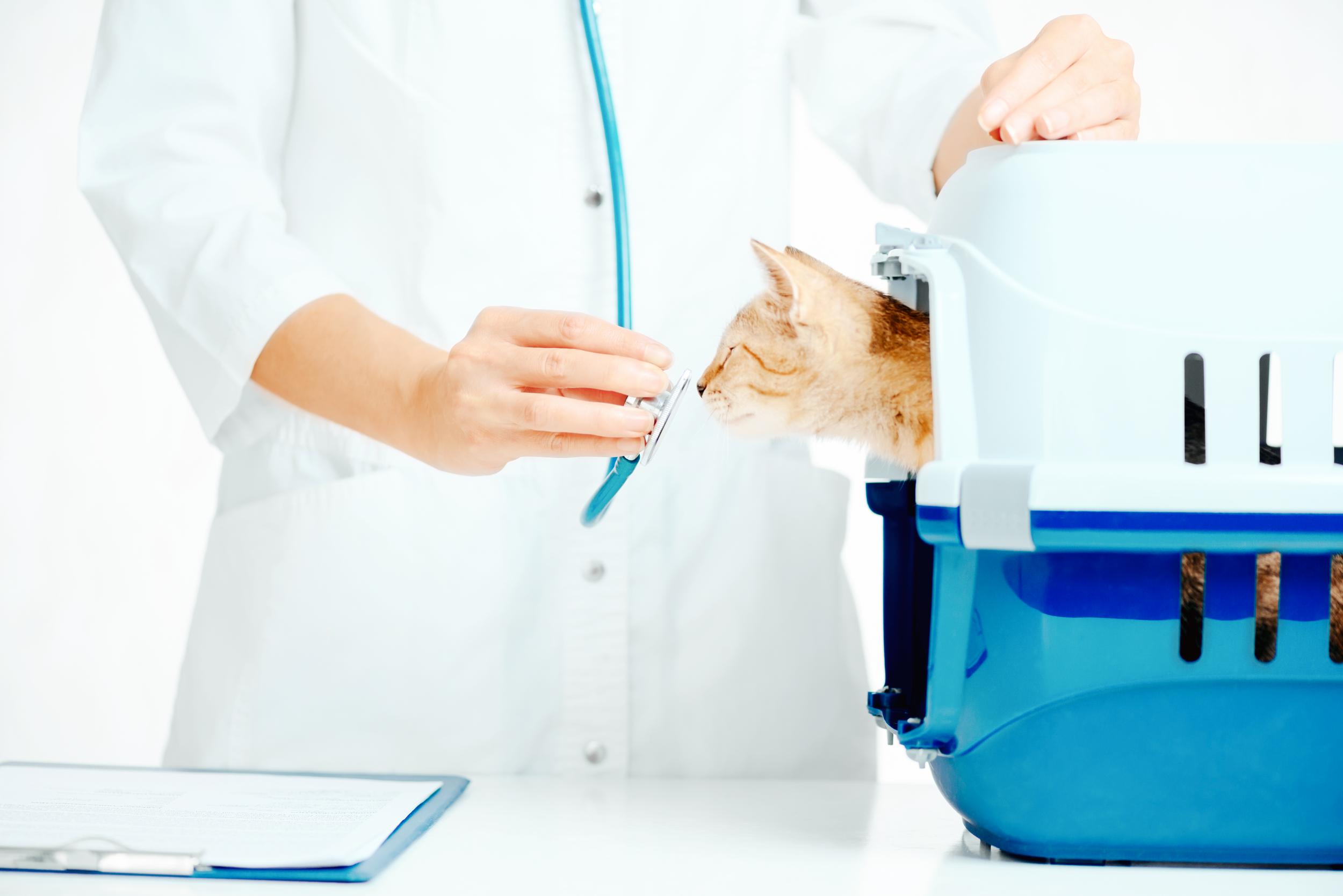 Yellow Cat in Carrier Sniffing Stethoscope