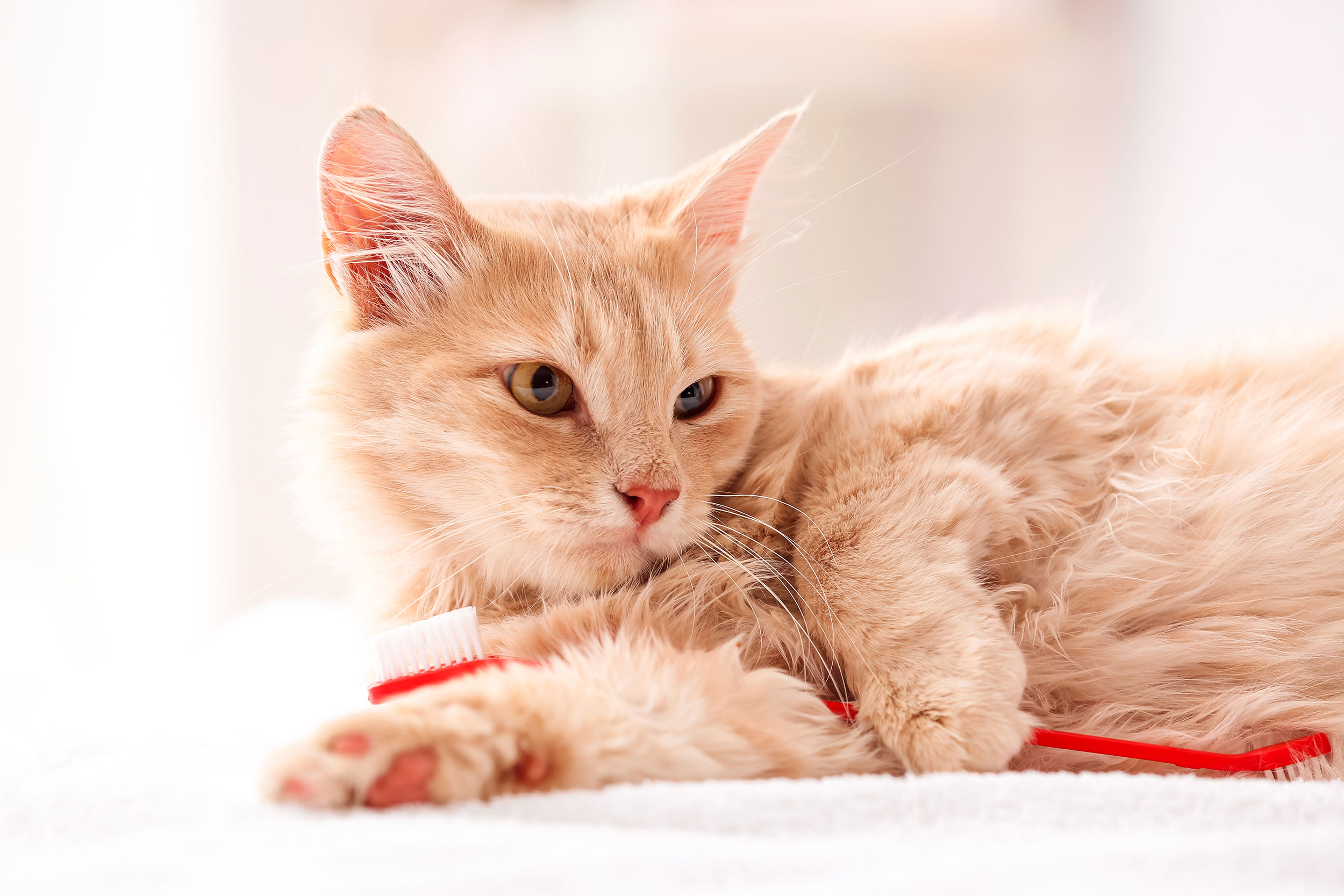Yellow Cat Holding Red Toothbrush