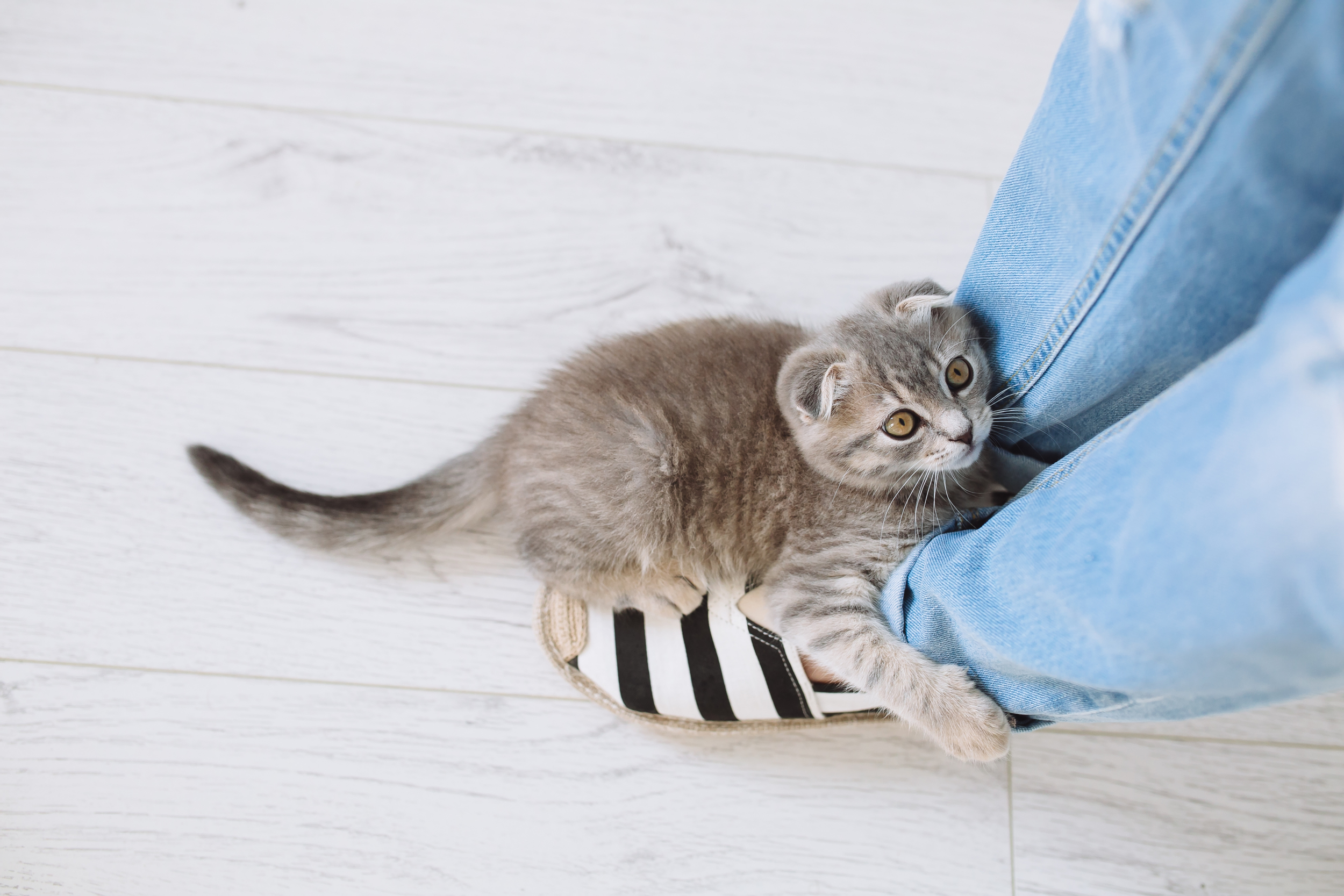 Playful Grey Kitten on Persons Feet