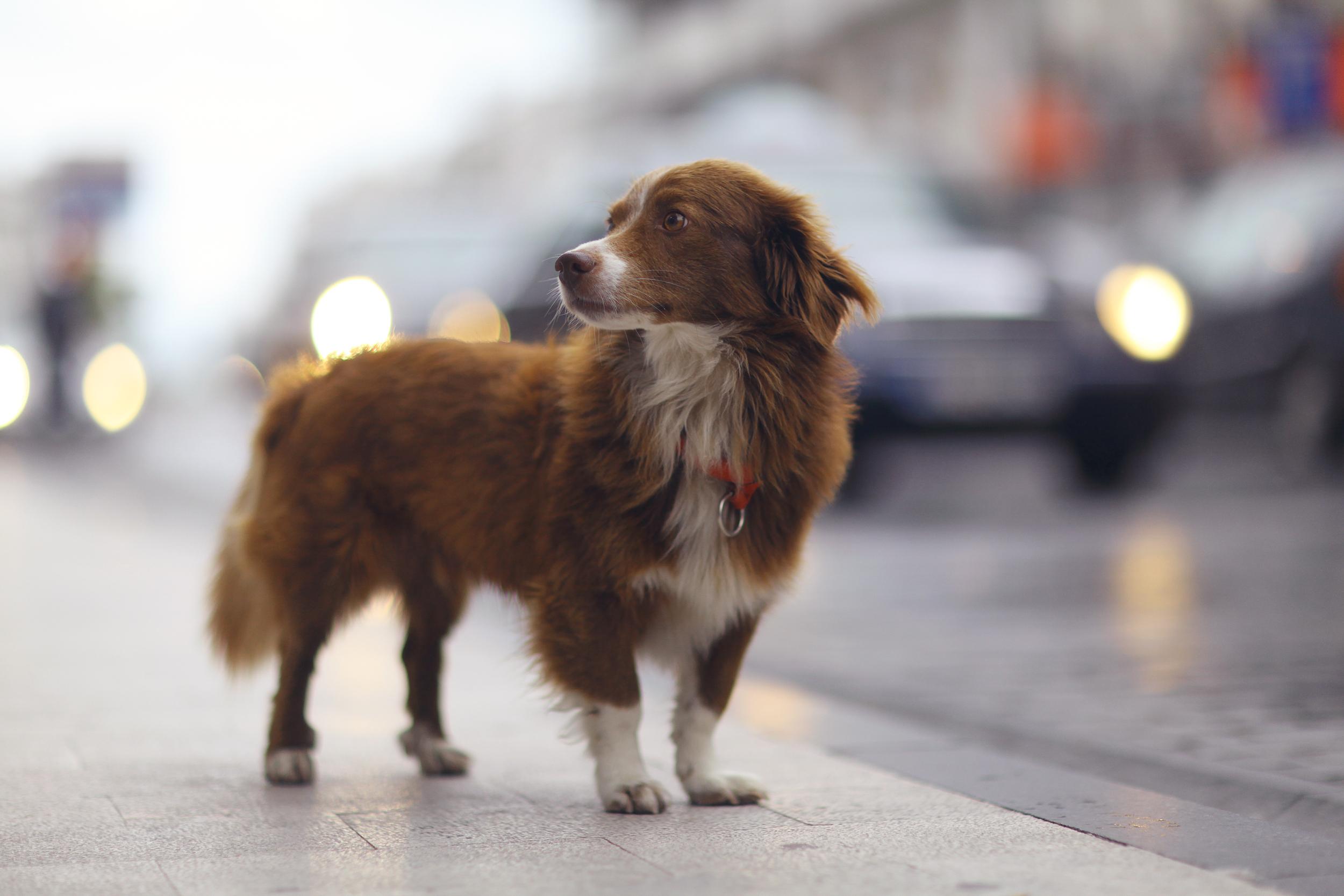 Red Long Hair Dog Lost in the City