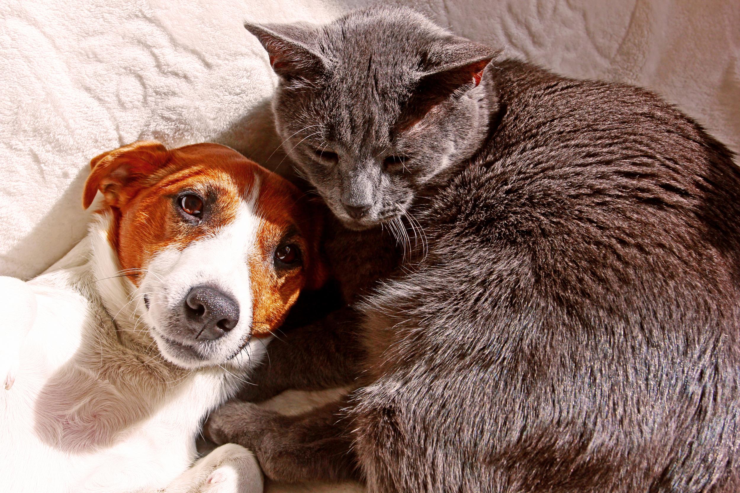 Grey Cat and Brown & White Dog Snuggled