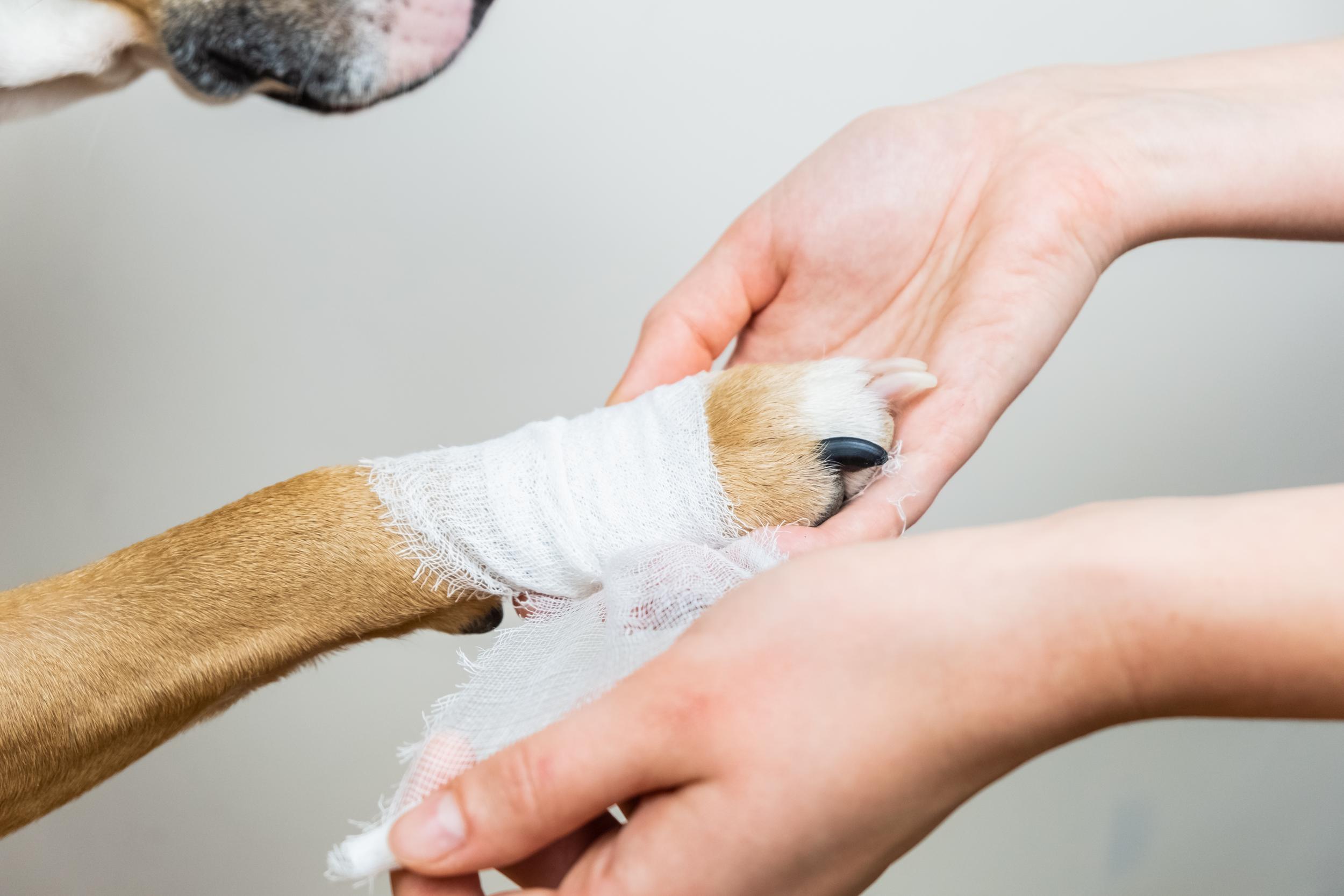 Dog Foot Wrap