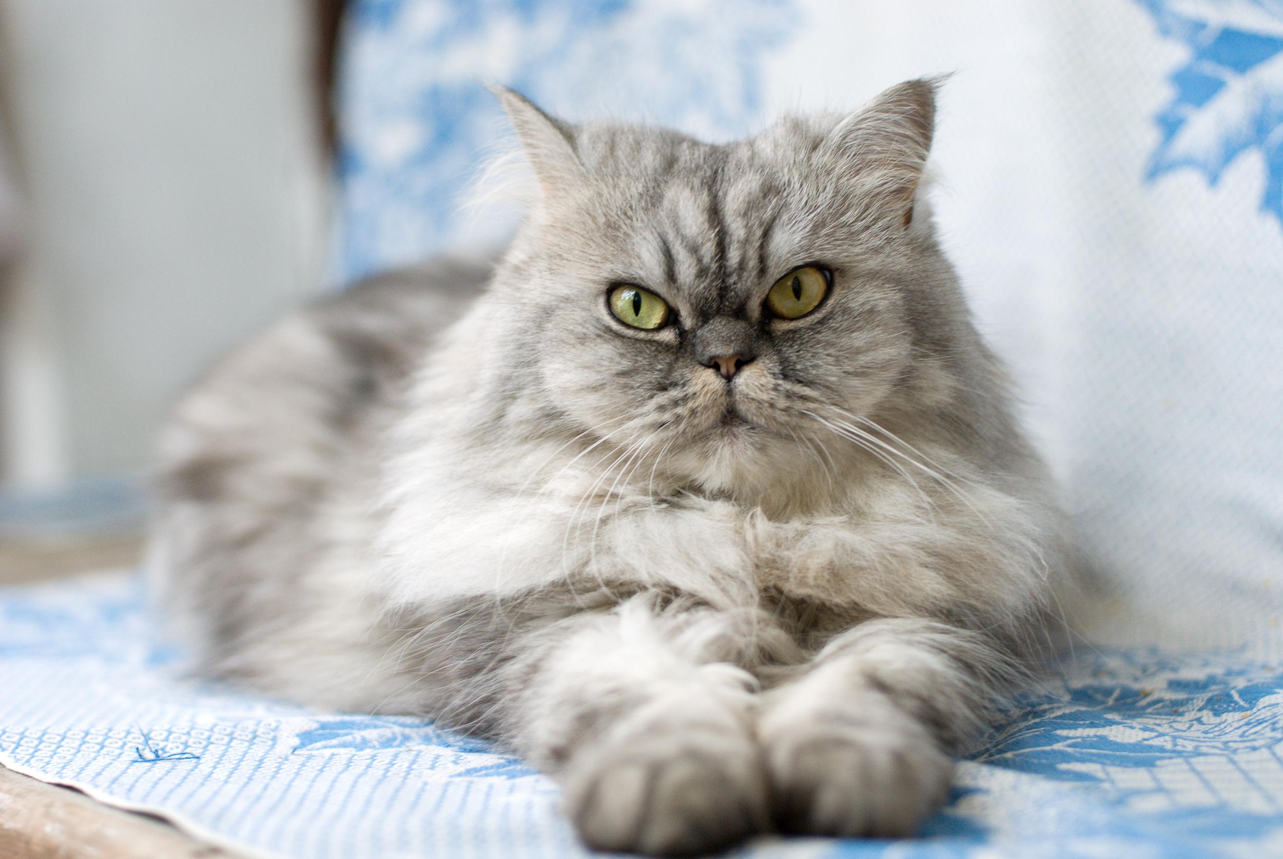 Grey Fluffy Cat Laying on Bed