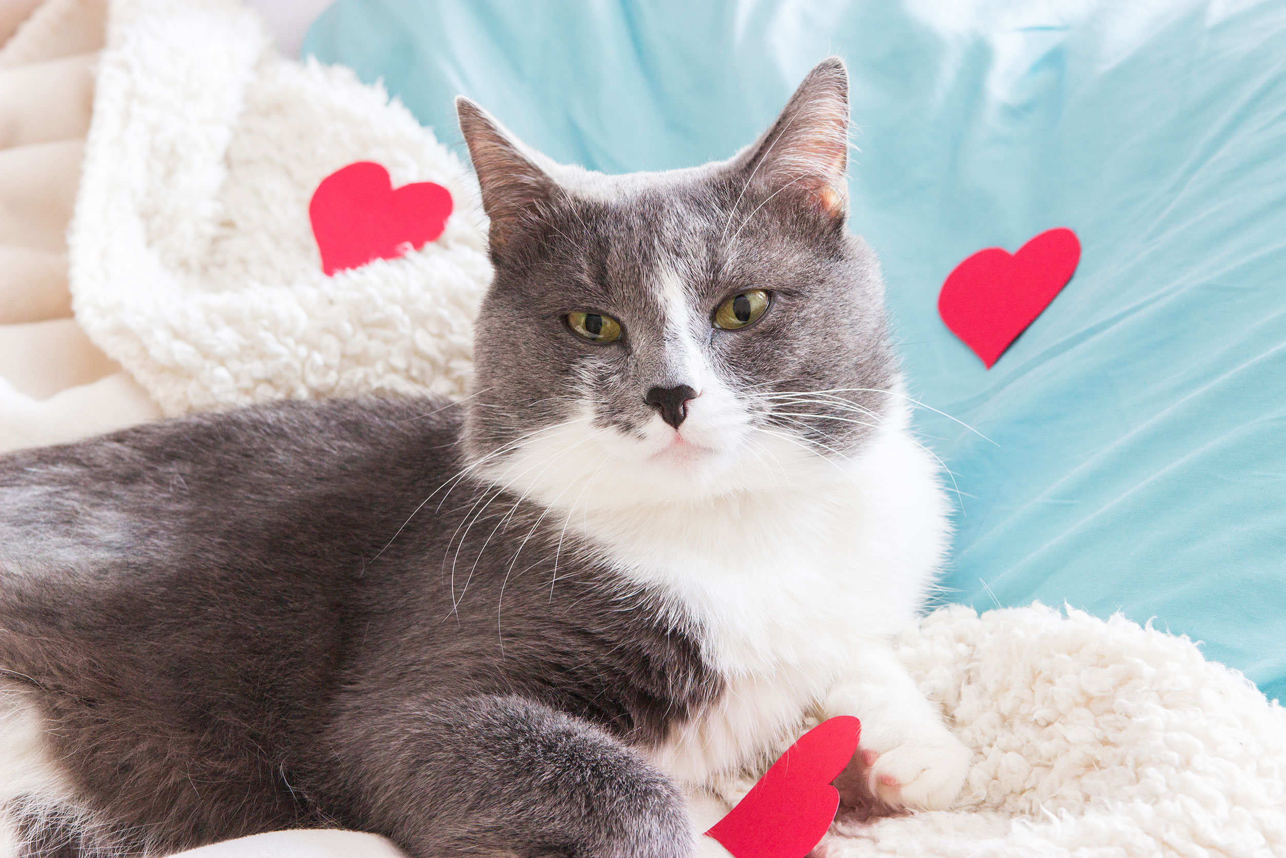 Grey and White Cat with Blanket and Hearts