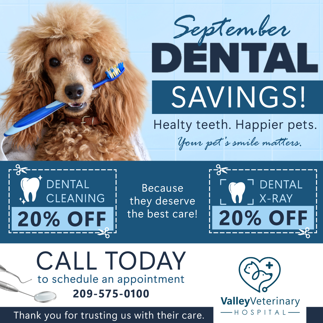 Dental Savings
