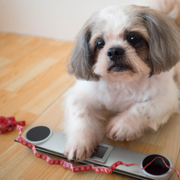 Dog on Scale