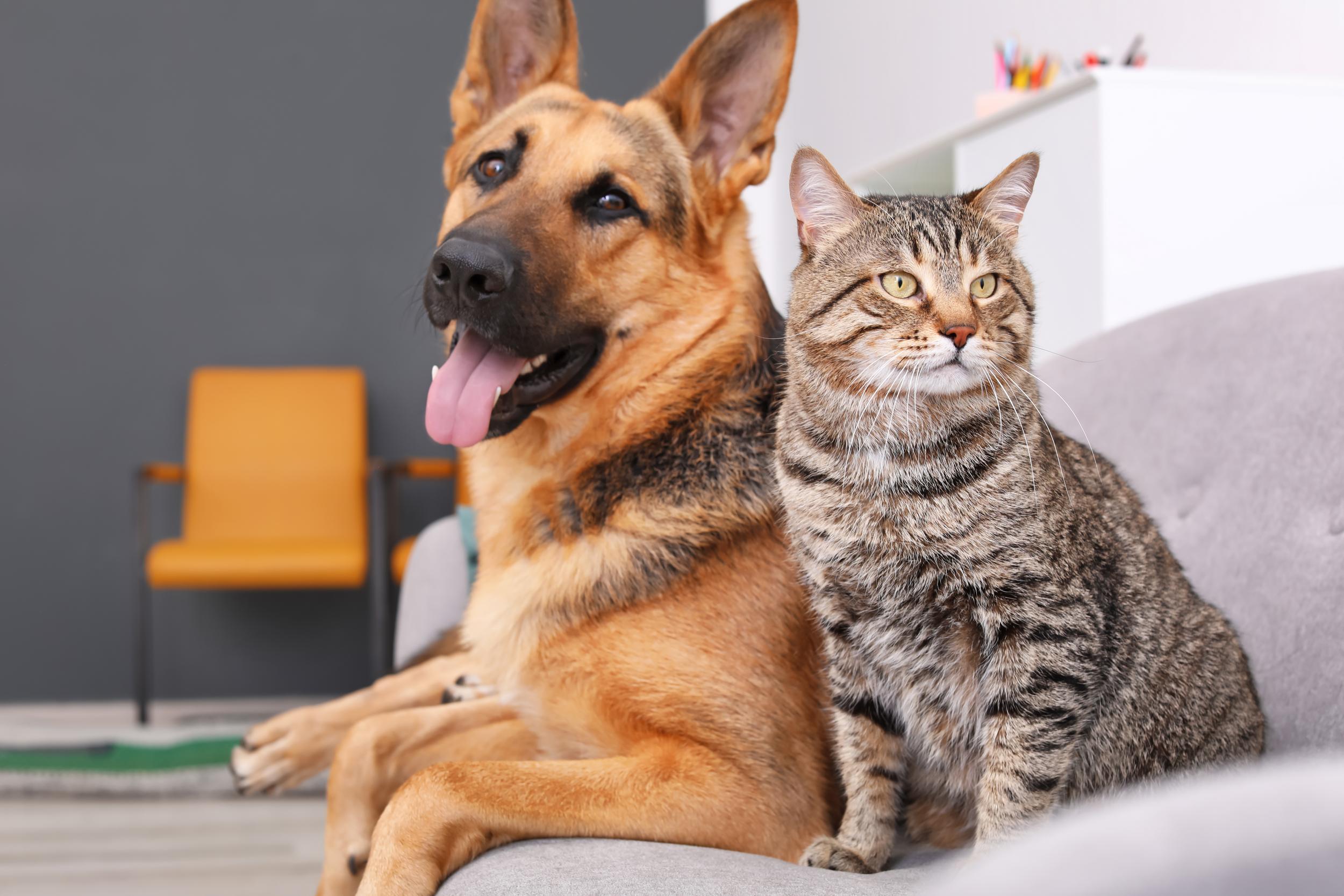 German Shephard Dog and Striped Cat Sitting on Couch